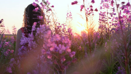 View back of young brunette woman walks along pink field among florets of willow tea, she touch flowers blooming sally.Girl in tall stems of fireweed on bright sunny evening at sunsetの写真素材