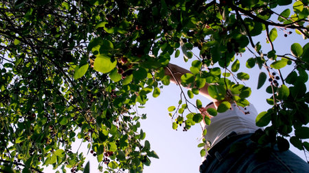 female collects berries from the tree. fruit bushes of Saskatoon berries inky hue.
