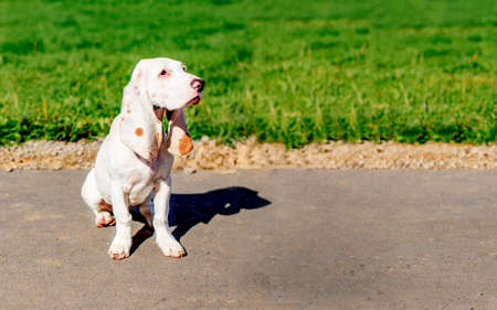 Spanish Hound sitting. Spanish hound is waiting for a command from the hostの写真素材