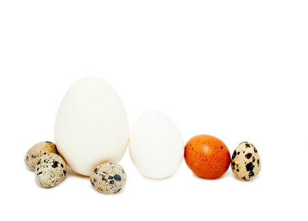different size eggs domestic poultry. different size eggs domestic poultry in a row, isolated on white. Family conceptの写真素材