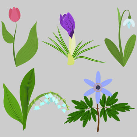 Set spring flowers. Tulips, crocuses, snowdrops, lilies, anemones. For use as logos on cards, in printing, posters, invitations, web design and other purposes.のイラスト素材
