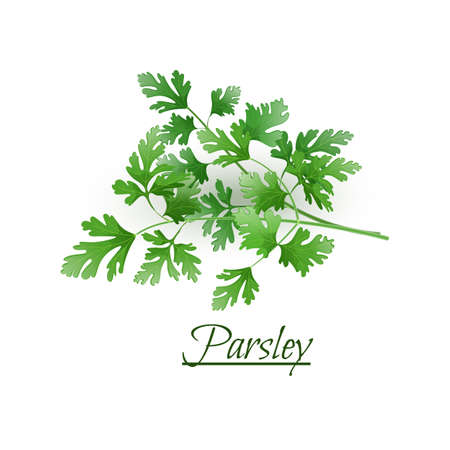 Sprigs of fresh delicious parsley in a realistic style, isolated on a white backgroundのイラスト素材