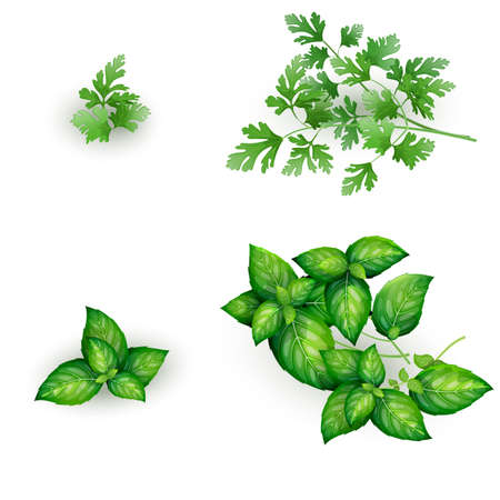 Set of parsley and mint in realistic style, isolated on white backgroundのイラスト素材
