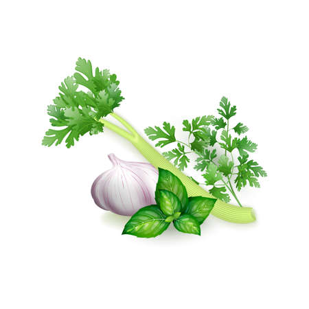 Set of parsley, basil, celery and garlic in realistic style, isolated on white backgroundのイラスト素材