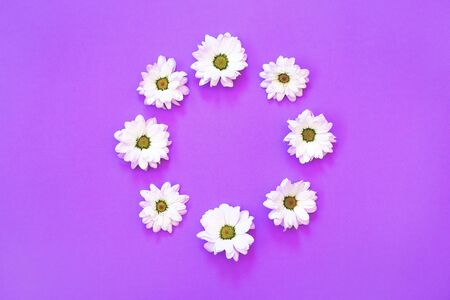 White chrysanthemum in the shape of circle on a purple background. Flat lay, top view, copy spaceの写真素材