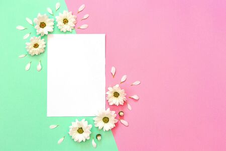 White chrysanthemum with copy space on a green and pink backgroundの写真素材