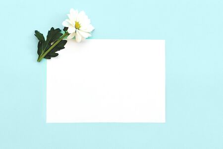 White chrysanthemum with copy space on a mint blue backgroundの写真素材
