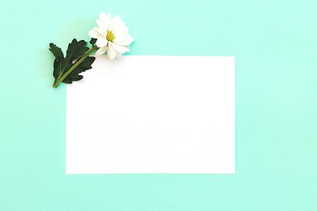 White chrysanthemum with a copy space on a mint background. Flat lay, top view, copy spaceの写真素材