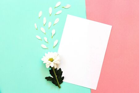 White chrysanthemum with a copy space on a mint and pink background. Flat lay, top view, copy spaceの写真素材