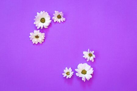 White chrysanthemum in the shape of circle on a purple background. Flat lay, top view, copy spaceの写真素材
