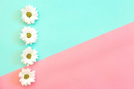 White chrysanthemum with a copy space on a mint and pink background. Flat lay, top view, copy spaceの写真素材