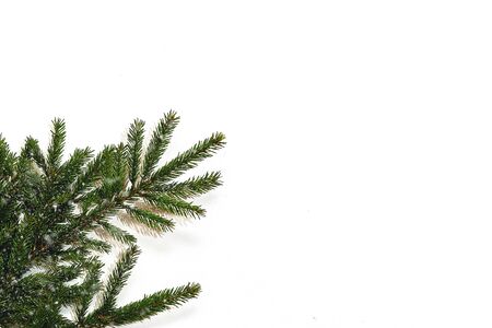 Isolated fir brunch with place for text. New year decoration background, flat lay, top view, horizontal, copy spaceの写真素材