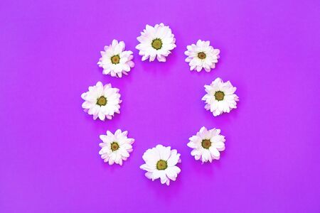 White chrysanthemum in the shape of circle on a purpleの写真素材
