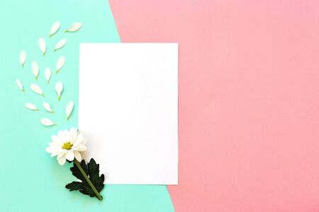 White chrysanthemum with a copy space on a mint and pink background. Flat lay, top view, copy spaceの写真素材