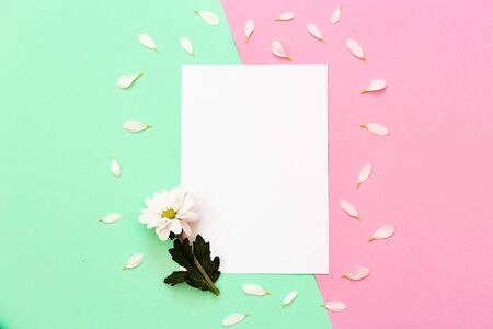 White chrysanthemum with copy space on a green and pink backgroundの写真素材