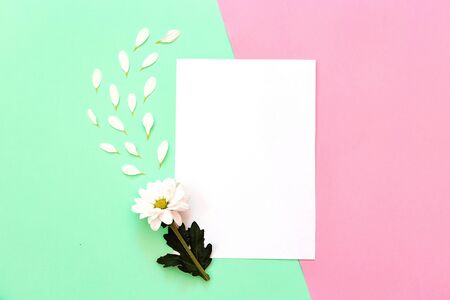 White chrysanthemum with copy space on a green and pink backgroundの写真素材