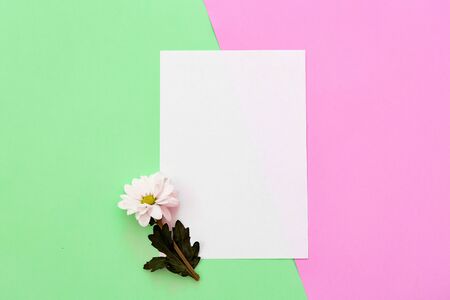 White chrysanthemum with copy space on a green and pink backgroundの写真素材