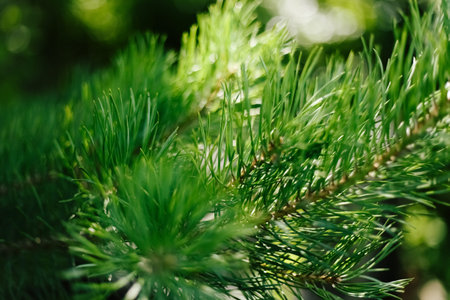 Closeup photo of green needle pine tree. Blurred pine needles in background. Daylight.