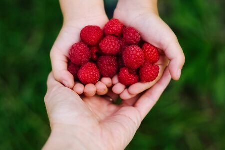 Red ripe raspberry in hands in the gardenの写真素材