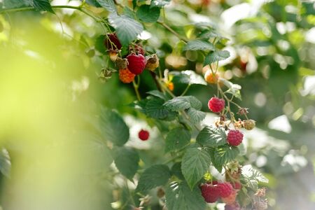 Branch of ripe raspberries in garden. Red sweet berries growing on raspberry bush in fruit garden. Summer. Front view.の写真素材