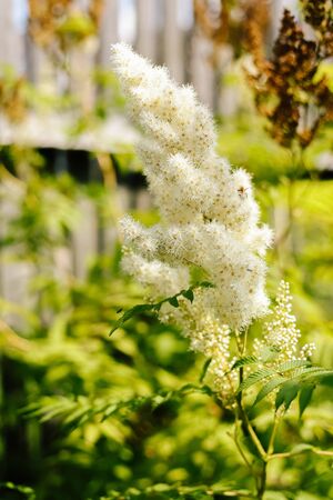 Mountain ash flowering in a flowerbed in a country garden. Sunshine. Daylight.の写真素材