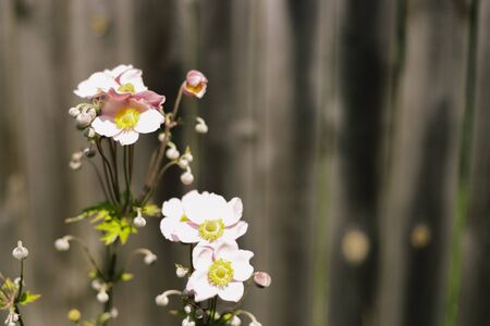 Anemone flowering in a flowerbed in a country garden. Sunshine. Daylight.の写真素材