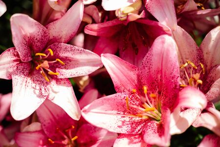 Pink lily flowering in a flowerbed in a country gardenの写真素材