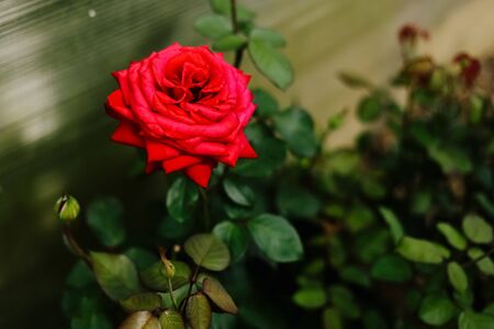 Rose flowering in a flowerbed in a country garden. Sunshine. Daylight.の写真素材