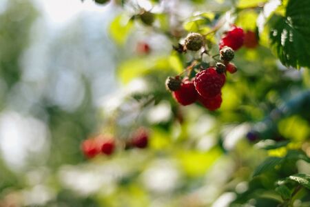 Branch of ripe raspberries in garden. Red sweet berries growing on raspberry bush in fruit garden. Summer. Front view.の写真素材