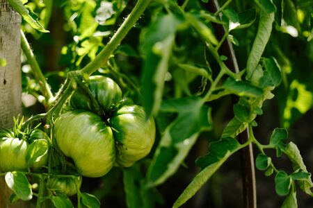 Green tomatoes on the bush. Seasonal vegetable. Background. Gardening. Healthy eating.の写真素材