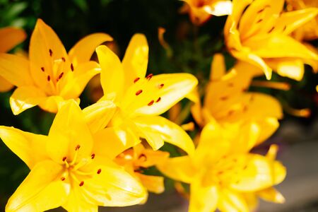 Yellow lily flowering in a flowerbed in a country garden. Sunshine. Daylight.の写真素材