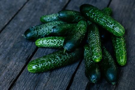 Cucumbers on wooden surface. Seasonal fresh vegetables.の写真素材