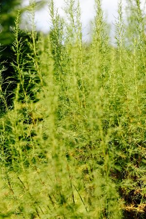 Fern flowering in a flowerbed in a country gardenの写真素材