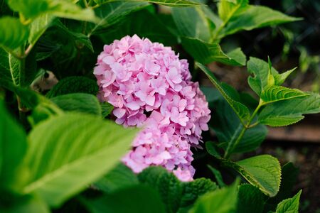 Pink hydrangea flowering in a flowerbed in a country garden. Sunshine. Daylight.の写真素材