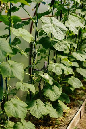 Green cucumbers on the bush. Seasonal vegetable. Background. Gardening. Healthy eating.の写真素材