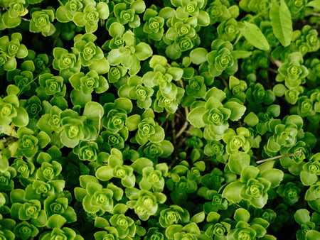 Stonecrop flowering in a flowerbed in a country garden. Sunshine. Daylight.の写真素材