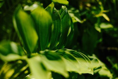 Solomon's seal flowering in a flowerbed in a country garden. Sunshine. Daylight.の写真素材
