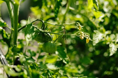 Green tomatoes on the bush. Seasonal vegetable. Background. Gardening. Healthy eating.の写真素材