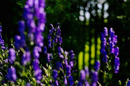 Aconite flowering in a flowerbed in a country garden. Sunshine. Daylight.の写真素材
