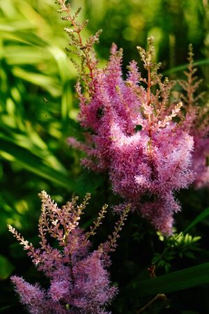 Astilba flowering in a flowerbed in a country garden. Sunshine. Daylight.の写真素材