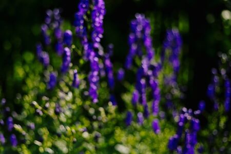 Aconite flowering in a flowerbed in a country garden. Sunshine. Daylight.の写真素材