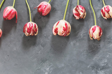 Bouquet of red and white tulips on grey background. Mothers day, Valentines Day, Birthday celebration.の写真素材