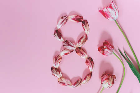 Bouquet of red and white tulips on pink background. Mothers day, Valentines Day, Birthday celebration concept. Greeting card. Copy space for text, top viewの写真素材