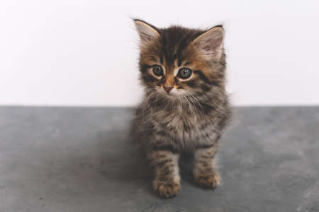 Beautiful brown stripped kitten on a gray and white background with a smart look. front viewの写真素材
