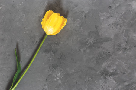 Bouquet of yellow tulips on gray background. Mothers day, Valentines Day, Birthday celebration concept. Greeting card. Copy space for text, top viewの写真素材