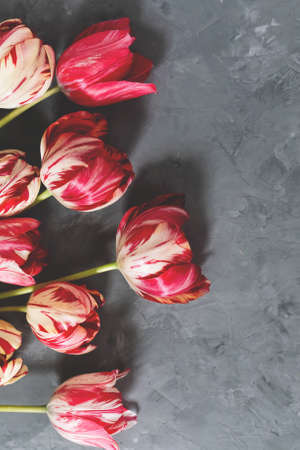 Bouquet of red and white tulips on gray background. Mothers day, Valentines Day, Birthday celebration concept. Greeting card. Copy space for text, top viewの写真素材