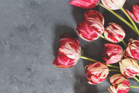 Bouquet of red and white tulips on gray background. Mothers day, Valentines Day, Birthday celebration concept. Greeting card. Copy space for text, top viewの写真素材