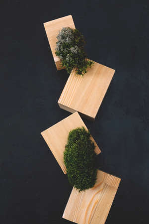 Natural mockup of moss,wood, tree bark and fern for cosmetics on black and grey background.の写真素材