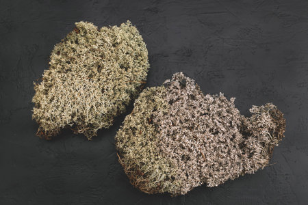 Moss on black background. Concept of ecology. Mockup