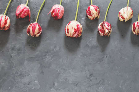 Bouquet of red and white tulips on grey background. Mothers day, Valentines Day, Birthday celebration.の写真素材